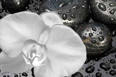 Photo of a white flower lying on wet, black flat stones; for information on holistic dentistry from Dr. Lesage of Beverly Hills.